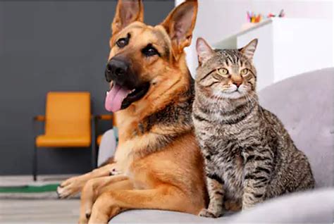 Dog And Cat Friendship Aww