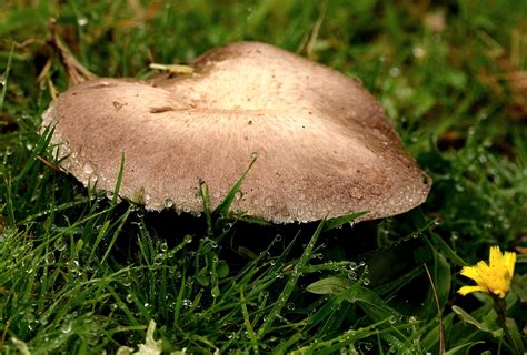 Free Picture Mushroom Fungus Grass Wood Nature Moss Dew Rain