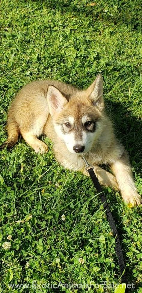 Wolf Hybrid Puppies For Sale