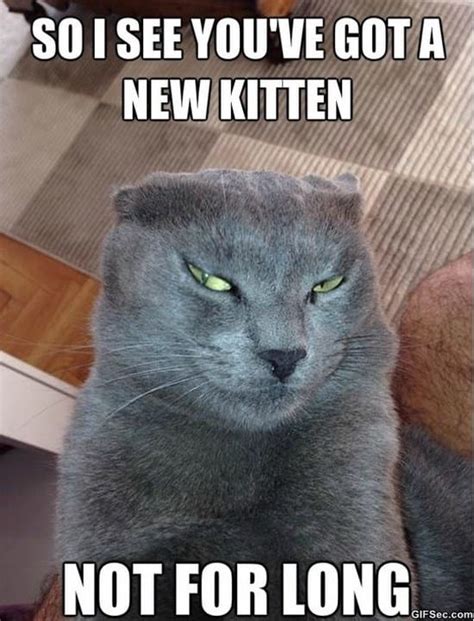 Devious Cat Meme Funny Meme 