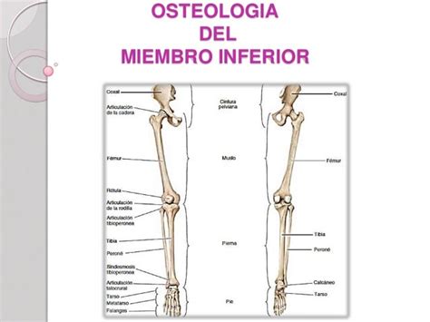 Osteología Del Miembro Inferior
