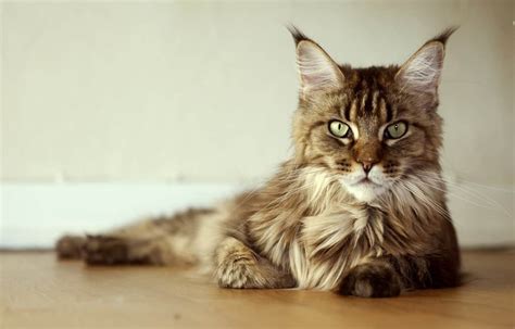 18 Exotic Breeds Of House Cat