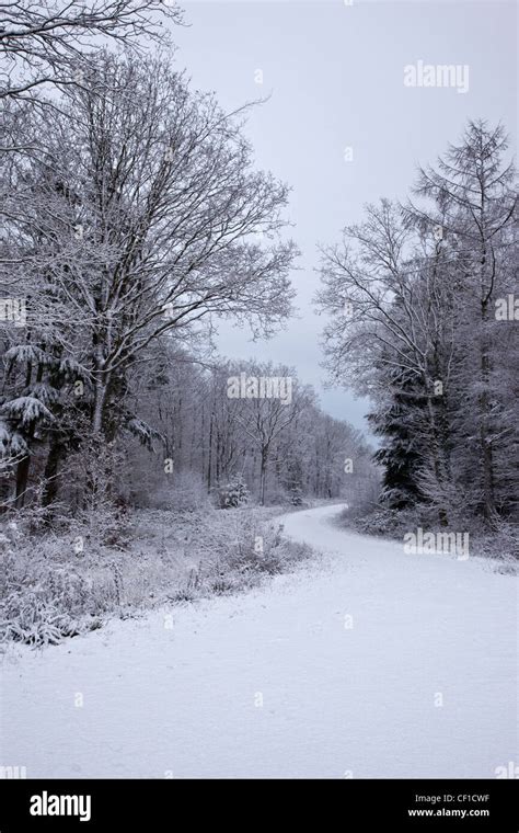 A Snow Covered Path Leading Through A Forest In Winter Stock Photo Alamy