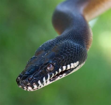 White Lipped Python 2 Python Snake Cute Snake White Lips