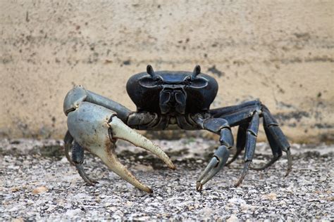 Mitcheci Photos Florida Blue Crab
