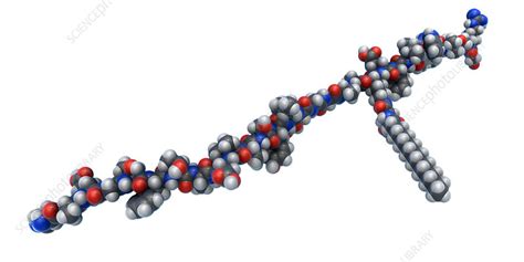 Liraglutide, sold under the brand name victoza among others, is a medication used to treat diabetes mellitus type 2 and for faster navigation, this iframe is preloading the wikiwand page for liraglutide. Liraglutide, illustration - Stock Image - F031/7605 ...