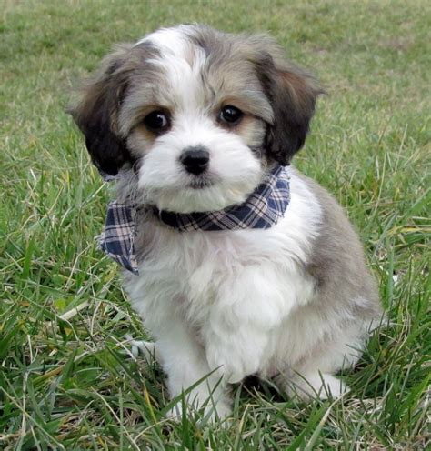 Our babies are very smart and have found themselves in homes for therapy, rescue, and service. Cavachon Puppies For Sale In Pa | Top Dog Information