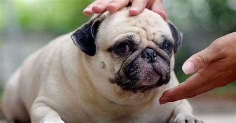 Unfortunately, though, it's also one of the common signs of cancer in dogs. Signs of Testicular Cancer in Dogs - CancerOz