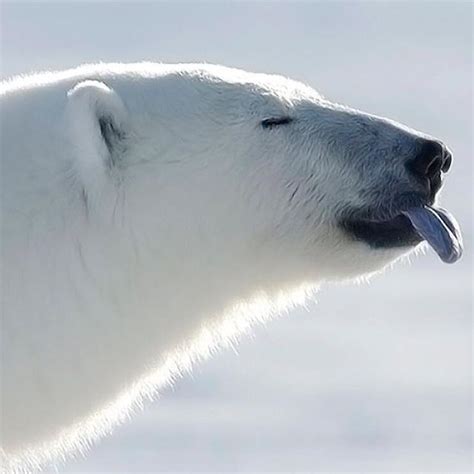 Polar Bear Svalbard ️ Polar Bears Have Black Skin Which Helps To