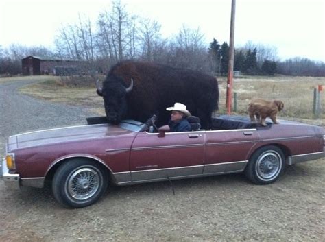 Discover the magic of the internet at imgur, a community powered entertainment destination. Remember that guy with the 1820 pound pet buffalo? He ...