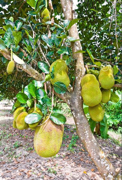 Check spelling or type a new query. Fruits Giving Plants & their Types | Kerala | Kerala