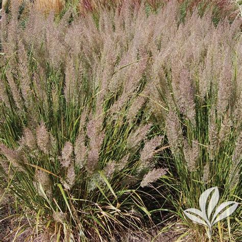 Calamagrostis Calamagrostis Brachytricha Korean Feather Reed Grass From