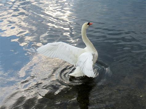 Swan Spreading Wings Photograph By Kim Blackley Fine Art America