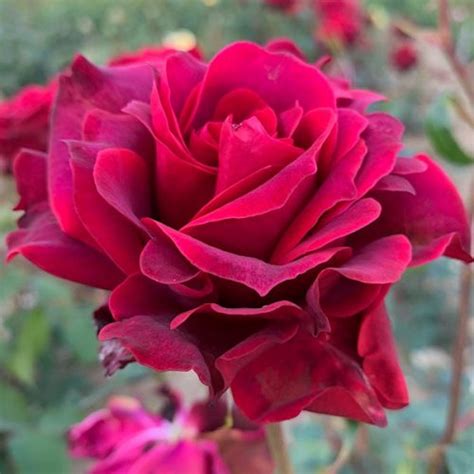 Roundelay Shrub Rose Quality Roses Direct From Grower