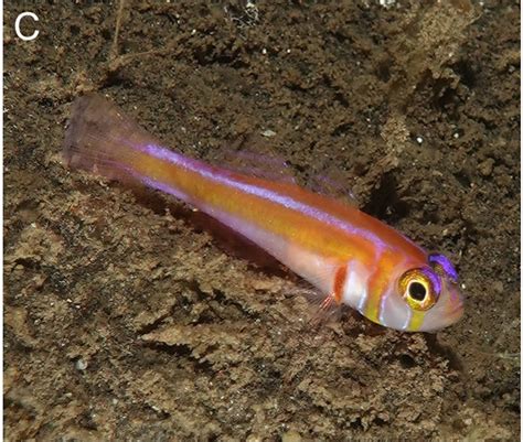 Trimma Panemorfum A Gorgeous New Goby Species From Palau Reef Builders The Reef And