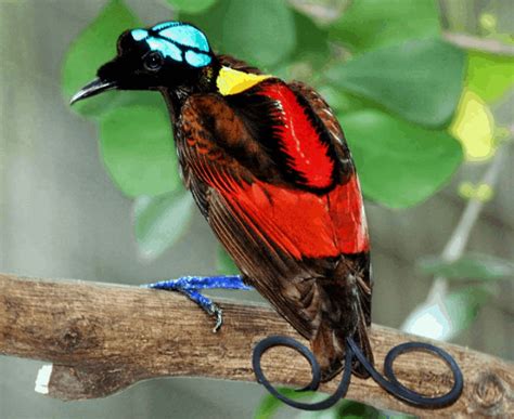 17 Most Beautiful Birds In The World Listerious