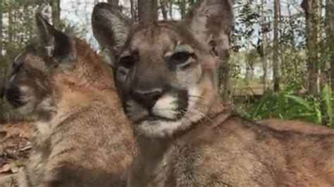 Florida Panther Kittens Chill In The Shade Good Morning America