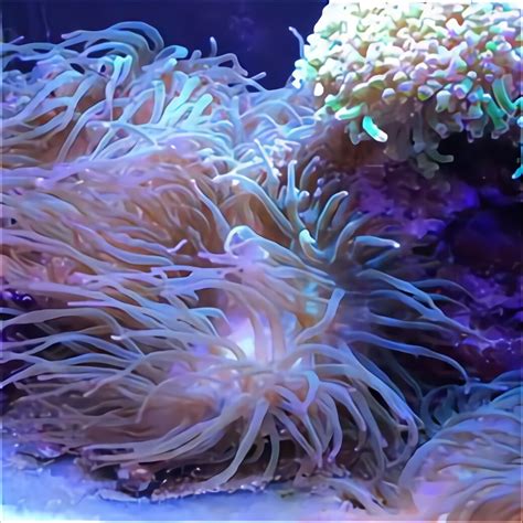 Bubble Tip Anemone for sale in UK | 17 used Bubble Tip Anemones