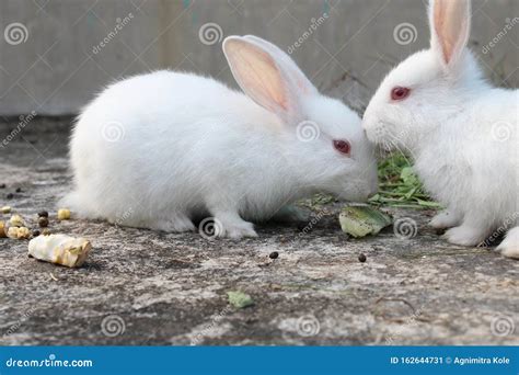 One White Rabbit Kissing Another White Rabbit Stock Image Image Of