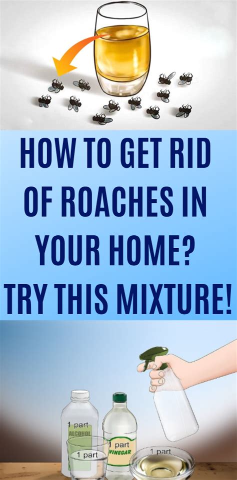 Whats Good To Get Rid Of Roaches
