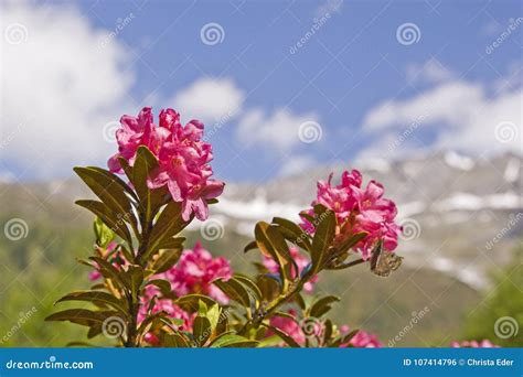 Alpine Roses Bloom In The Mountains Stock Photo Image Of Almrausch