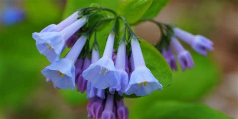 Virginia Bluebells Ohio Growth And Care Guide Gfl Outdoors
