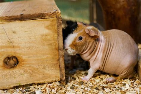 Do Guinea Pigs Blink Guinea Pig Facts Guinea Pig Hub