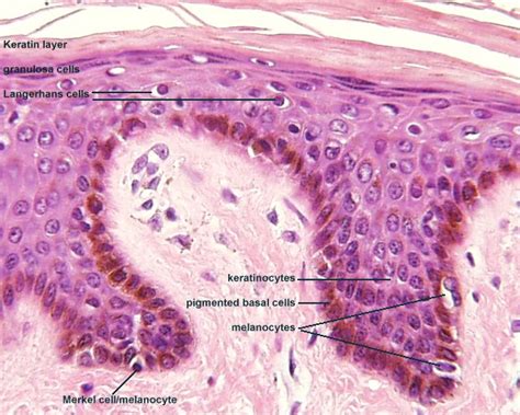 The dermal tissue forms epidermis, which consists of several types of cells including guard cells and proper epidermal cells. anatomy gross anatomy physiology cells cytology cell ...