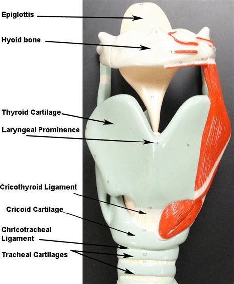 Image Result For Larynx Model Labeled Respiratory System Anatomy