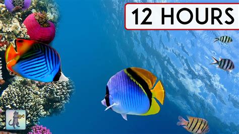 Calming Coral Reef Aquarium Collection 12 Hours Best Relax Music