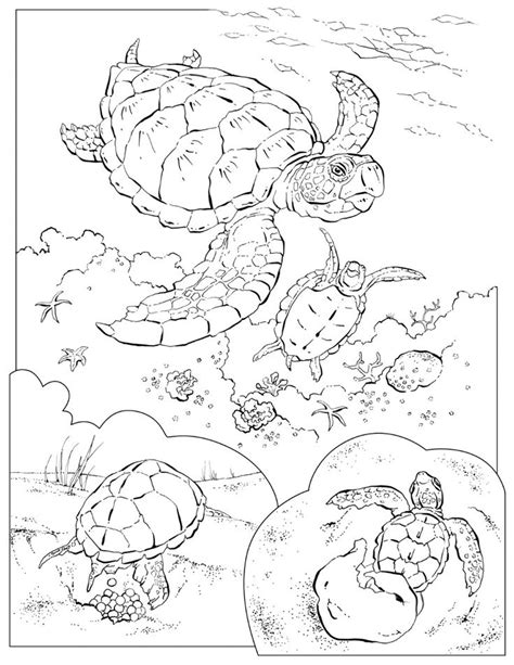 Which colors will you use to color this animal coloring picture? Coloring Book: Animals (A to I) | Sea turtles and Turtle