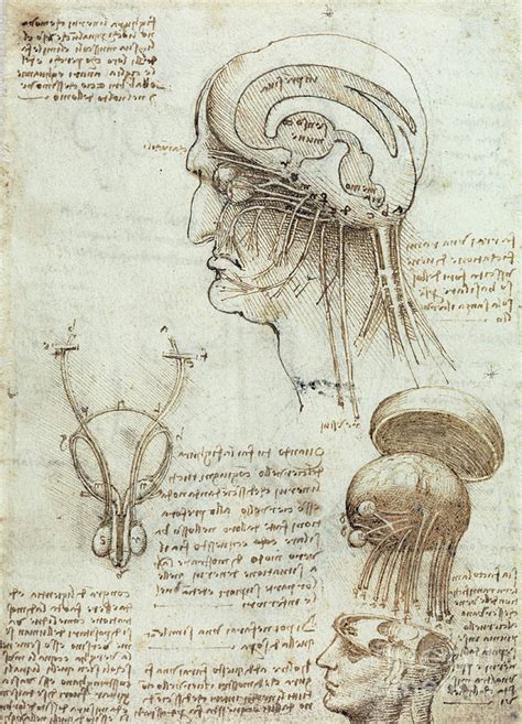 Leonardo Da Vinci Drawing Anatomy