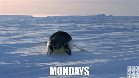 Penguins gifs images and graphics. Penguin GIFs | Find the best GIF on Gfycat