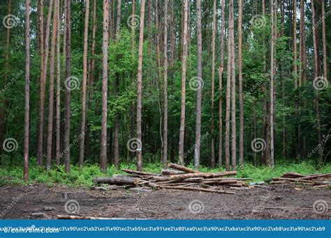 Pine Forest Slender Tall Trees Deciduous Forest Deforestation