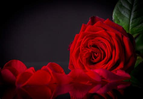Red Rose And Petals 4k Ultra Hd Wallpaper Background Image