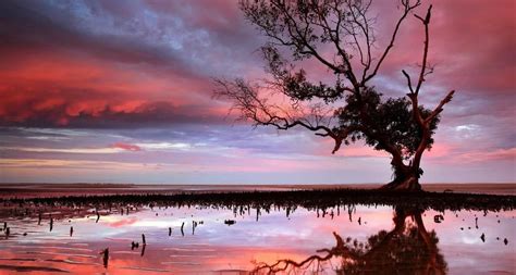 Sunset Over Tidal Area In Brisbane Mangrove Tree Peapix