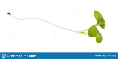 Twig Of Fresh Green Mustard Cress Isolated Stock Photo - Image of ...