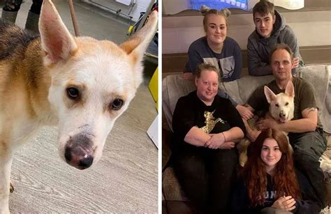 Un perro se reencontró con su familia después de estar desaparecido por