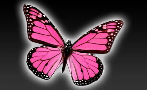 🔥 Download Wallpaper Pink Butterflies Adult T Shirt Types Of By Gperez51 Pink And Black