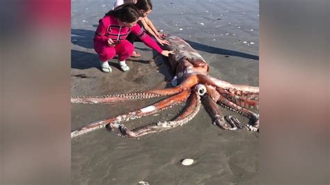 Giant Squid Washes Ashore In South Africa Youtube