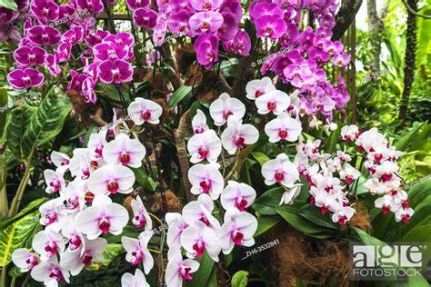 orchids at the national orchid garden singapore botanic gardens singapore republic of