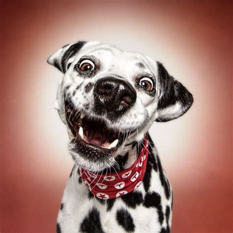 Funny Dog Faces With Images Funny Dog Faces Dog