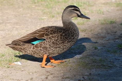 Pacific Black Duck 55cm Common Dabbling Duck Of Swamps Small Dams