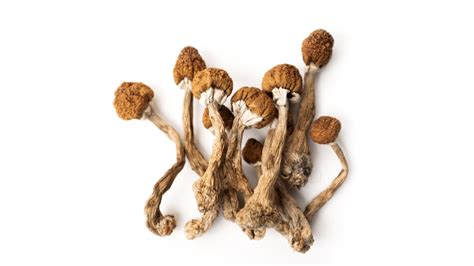 Psilocybin Vs Psilocin An Easy Guide To These Psychedelic Compounds