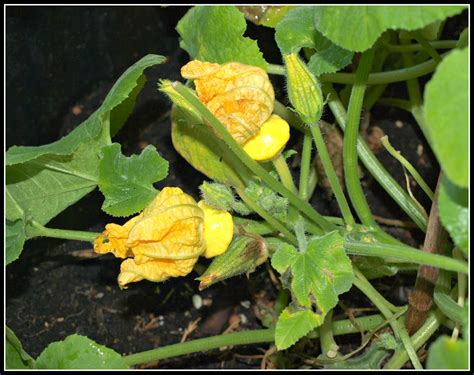 Maybe you would like to learn more about one of these? Mark's Veg Plot: Patty-pan squash