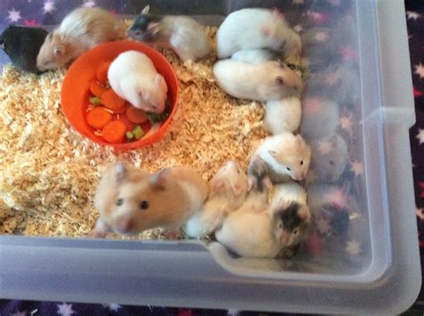 Golden Syrian Hamster Lifespan