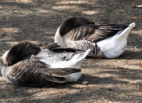 Ducks Sleeping Free Stock Photo Public Domain Pictures