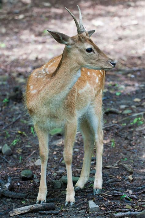 Sika Deer Cervus Nippon Stock Photo Image Of Mammal 62981030