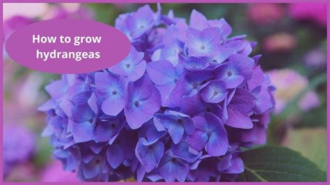 How To Grow Hydrangeas