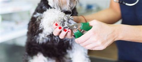 Genius Peanut Butter Hack Allows Woman To Cut Dogs Nails 965 Tic